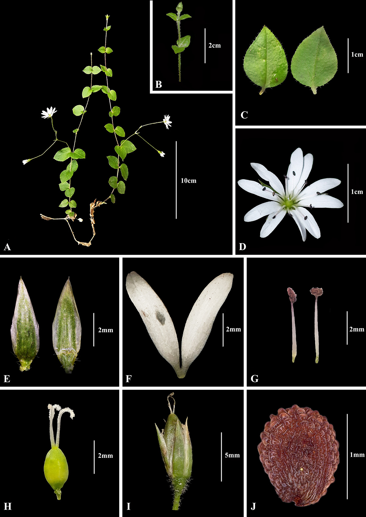 Stellaria-neotomentosa.jpg